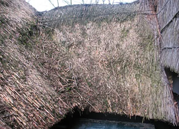 Renovatie van een rieten dak: het oude riet is deels verwijderd